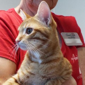 Picture of Cheshire