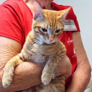 Picture of Cheshire