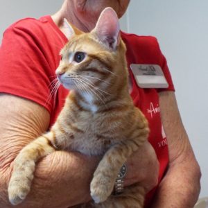 Picture of Cheshire