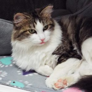 Picture of Cupcake