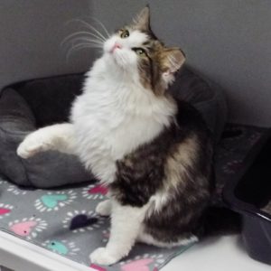 Picture of Cupcake