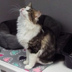 Picture of Cupcake