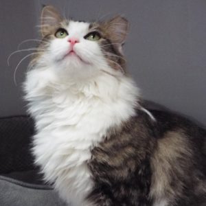 Picture of Cupcake