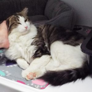 Picture of Cupcake