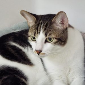 Picture of Fazoli