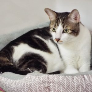 Picture of Fazoli