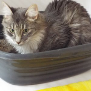 Picture of Gravy