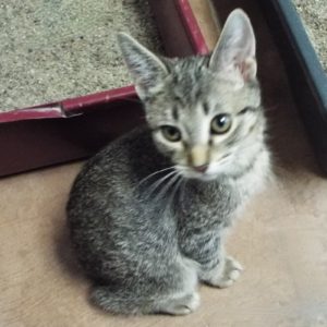 Picture of Gremlin