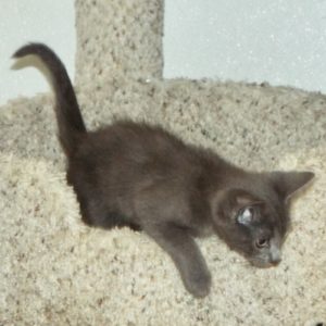 Picture of Hampton