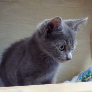Picture of Hampton