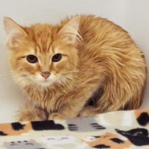 Picture of Luna
