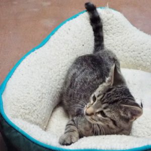 Picture of Merlin 2