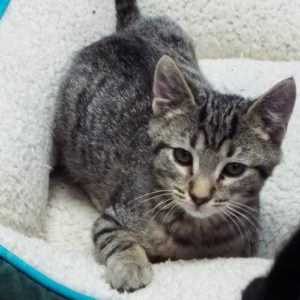 Picture of Merlin 2