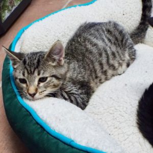 Picture of Merlin 2