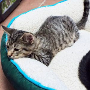 Picture of Merlin 2