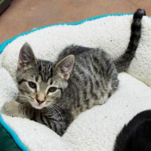 Picture of Merlin 2