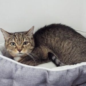Picture of Mitzi