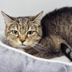 Picture of Mitzi