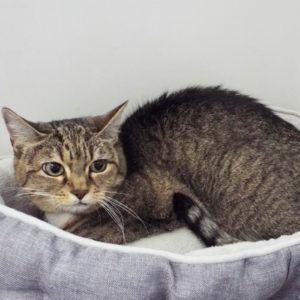Picture of Mitzi