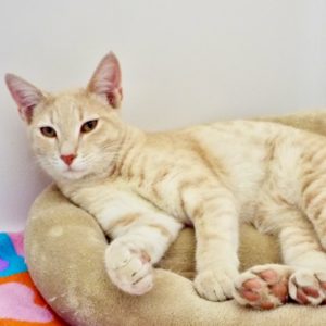 Picture of Mork