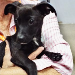 Picture of Pee Wee