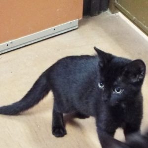 Picture of Phantom
