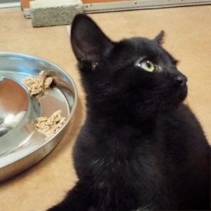 Picture of Phantom