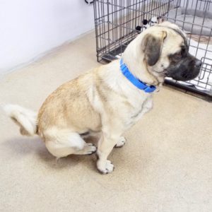Picture of Pugsley