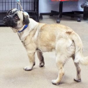 Picture of Pugsley