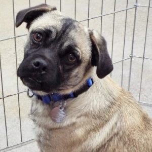Picture of Pugsley