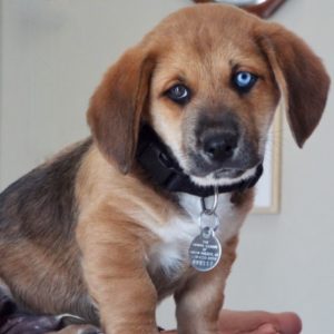 Picture of Rudy
