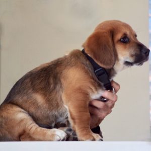 Picture of Rudy