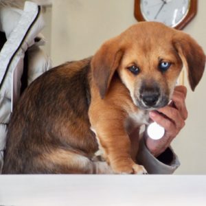 Picture of Rudy