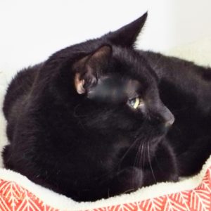 Picture of Salem