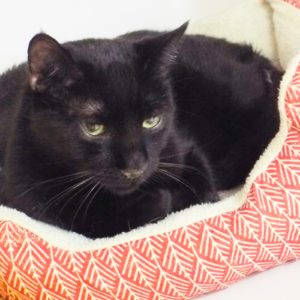 Picture of Salem