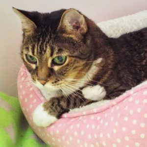 Picture of Sassy