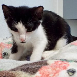 Picture of Smudge