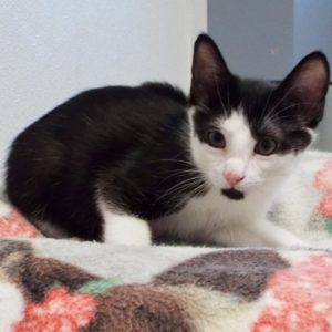 Picture of Smudge