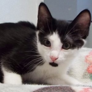 Picture of Smudge