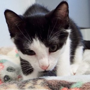 Picture of Smudge