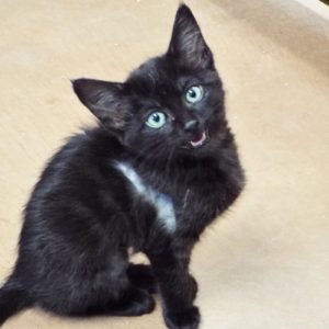 Picture of Spirit