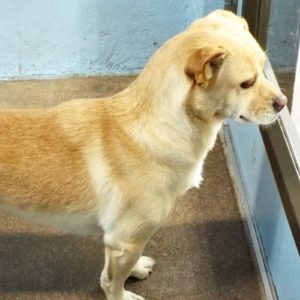 Picture of Sugar