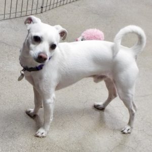 Picture of Buddy