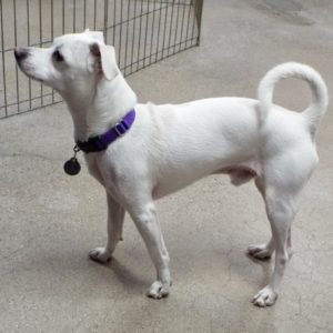 Picture of Buddy