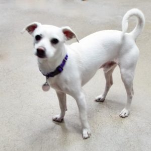 Picture of Buddy