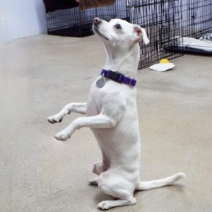 Picture of Buddy