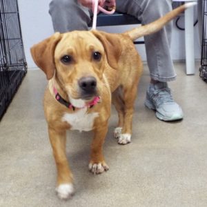 Picture of Willow
