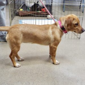 Picture of Willow