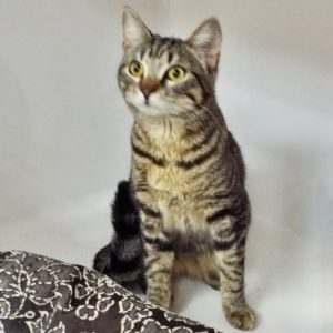 Picture of Bubbles