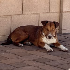 Picture of Carmelita